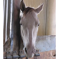 Blue – aka Big Blue Mama