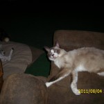 Gizmo lounging