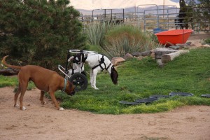 You'll be helping animals like Harley and Hendrix!  They are best friends, and they'd like to invite you to be their new best friend!