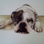 Pet Portrait Gallery