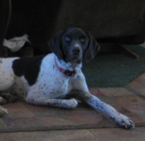 Clovis