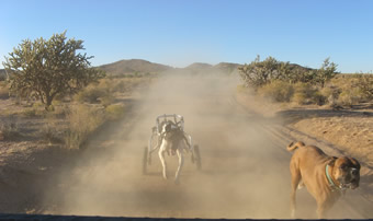 Dust in the wind