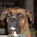 Harley – also known as Coach