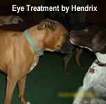 Eye treatment by Hendrix