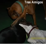 Tres Amigos