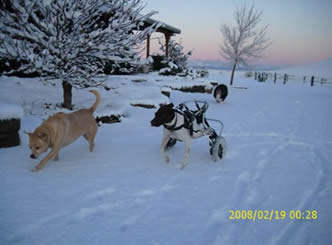 Ice Capades