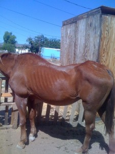 Sienna horse 8-19-11 ribs