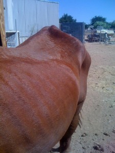 Sienna horse2 8-19-11 side and back