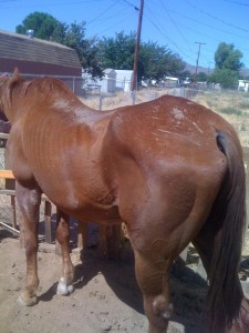 Sienna horse4 8-19-11 hips