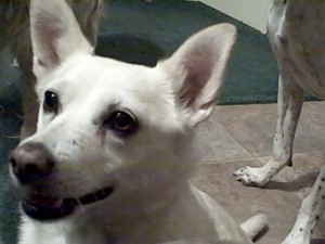 Sandy waiting for a treat!