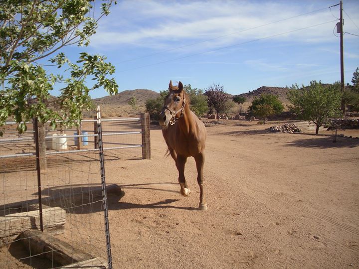 Sienna running