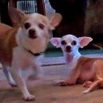 Sweetie and Ginger