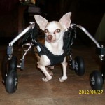 Ginger's in her wheelchair for the first time!