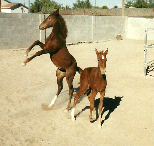 scan0087Cheyenne_rearing_La