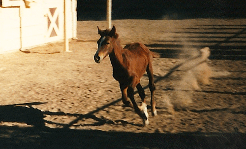 Cheyenne