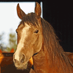 Cheyenne