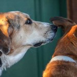 Tessa and Dusty-8435