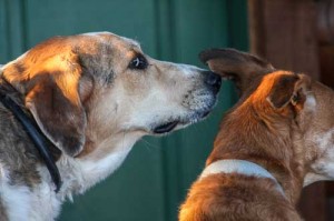 Tessa and Dusty