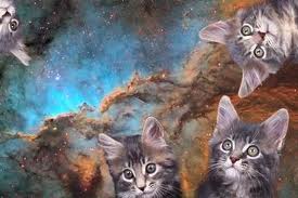 Cats in Space!