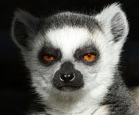 A Lemur. Look at those eyes.