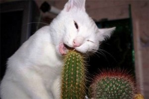 Cat eating cactus