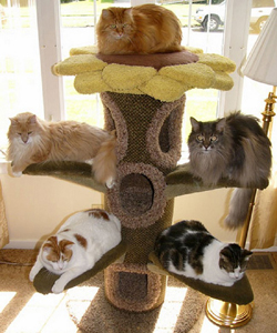 Cat tree