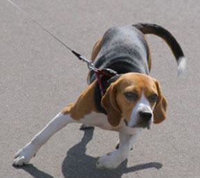 dog on leash