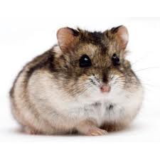 Hamster