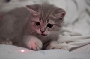 Cat and laser