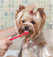 Pet Dental Health