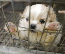 Puppy mills