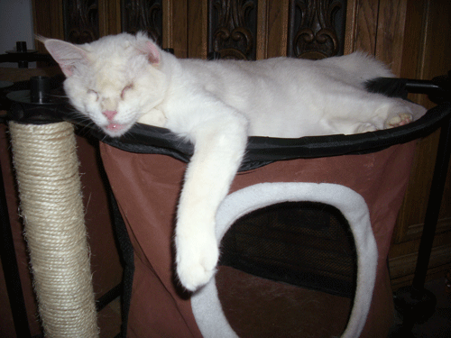 Peanut relaxing Peanut-July-2