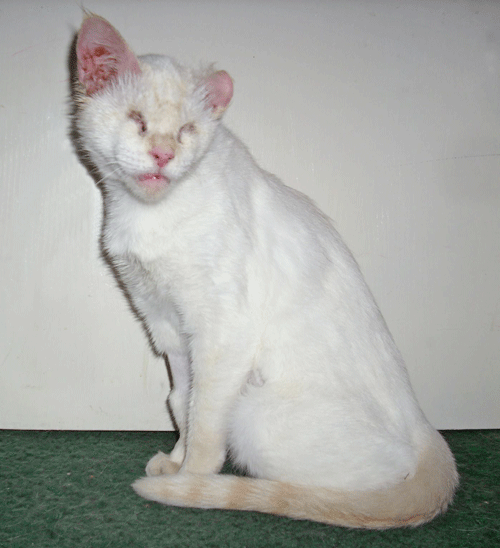 Peanut