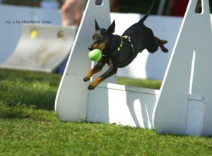 dog_sports