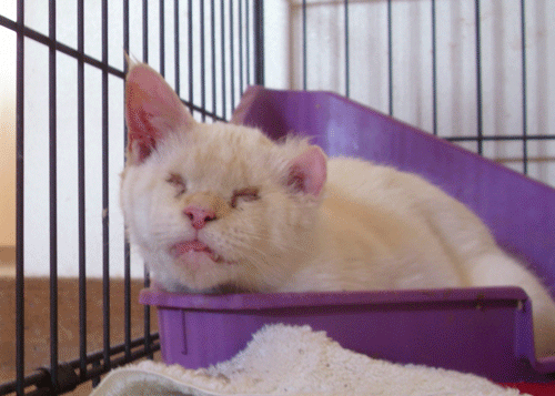 new_cat
