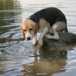 pet_in_need