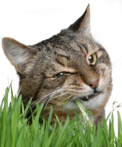 cat_eating_grass