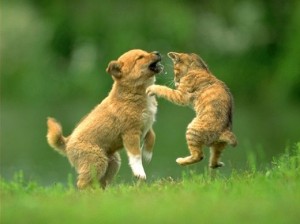 dog_and_cat_playing