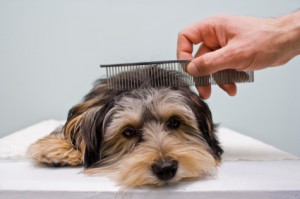 dog_grooming