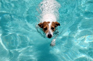dog_swimming