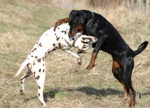 dogs_fighting