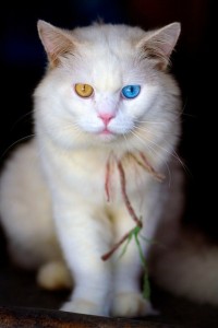 heterochromia_cat
