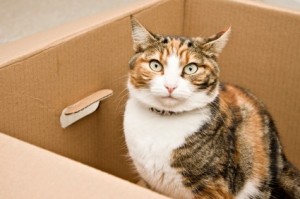 moving_cat