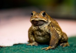 toad