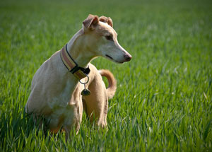 dog_in_grass