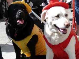 A good example of Halloween costumes your pets can wear comfortably.  Credit to Sean94110 on Flickr: http://www.flickr.com/photos/sean94110/