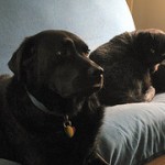Photo by Bruce F. @ http://www.flickr.com/photos/springfieldhomer/