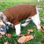 Is your four legged little one protected against the elements? Photo credit goes to torbakhopper on Flickr: http://www.flickr.com/photos/gazeronly/