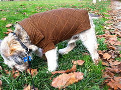 Is your four legged little one protected against the elements?