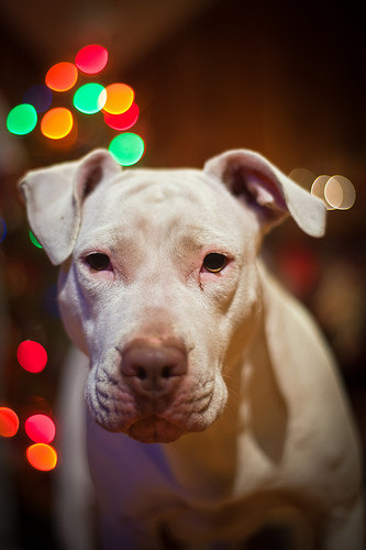 Hearing impaired dog